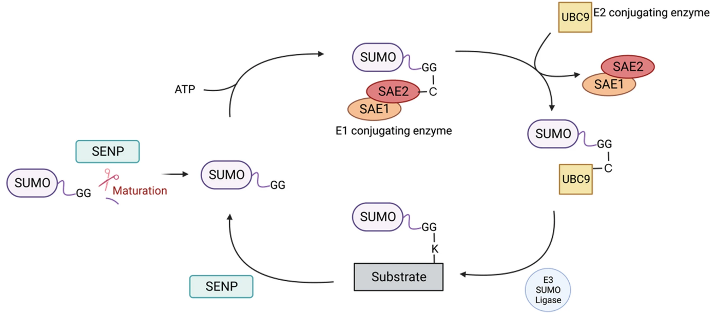 sumoylation-site-identification-service2.png