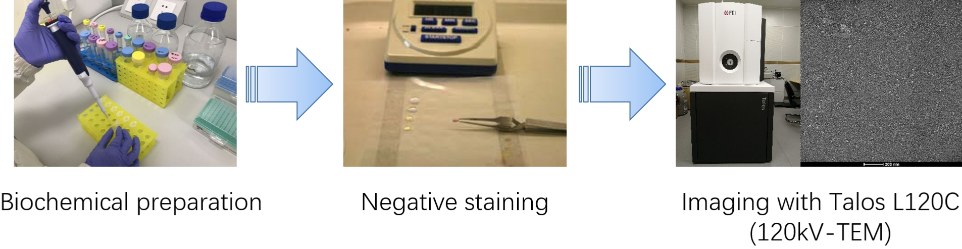 Negative-Staining-EM-Service-1-1.jpg