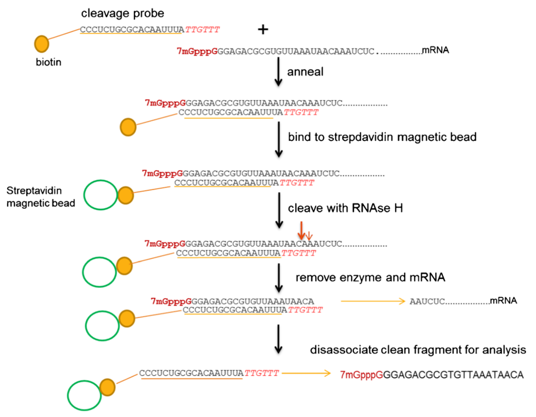 oligo-mass-spectrometry-characterization-1.png
