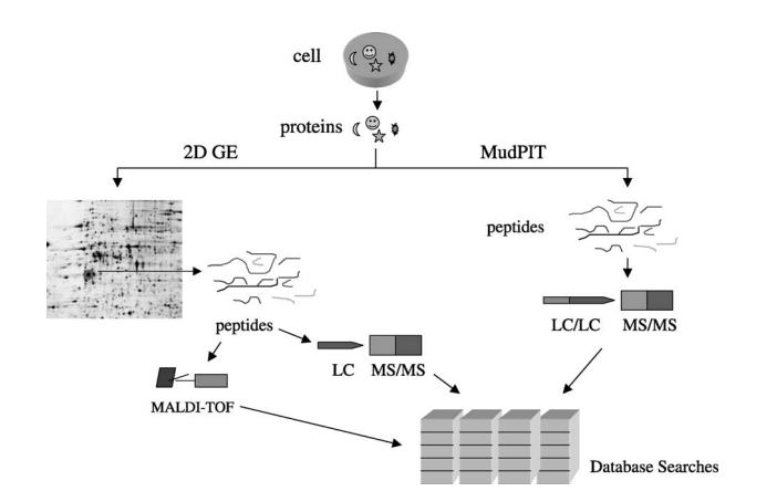 large-scale-protein-identification-service1.jpg