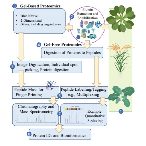 quantitative-plant-proteome-analysis-service1.jpg