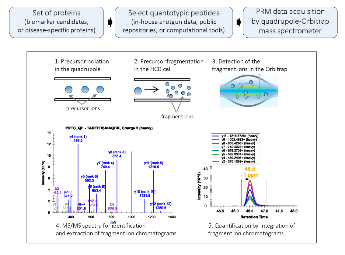 targeted-proteome-quantification-service2