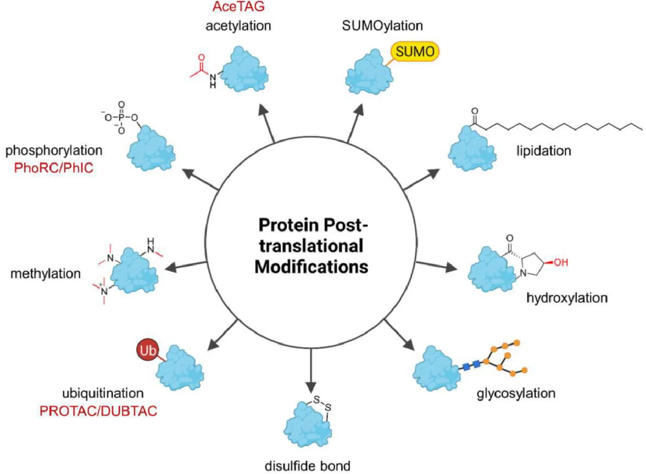 post-translational-modification-proteome-profiling-service1
