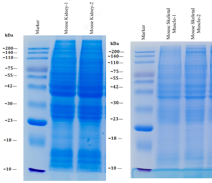 tissue-organ-muscle-protein-extraction-kit