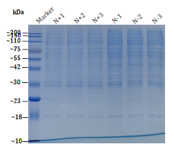 nucleoprotein-protein-extraction-kit