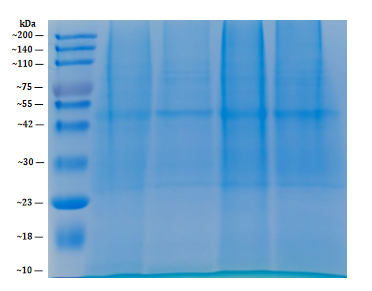 plant-seed-protein-extraction-kit