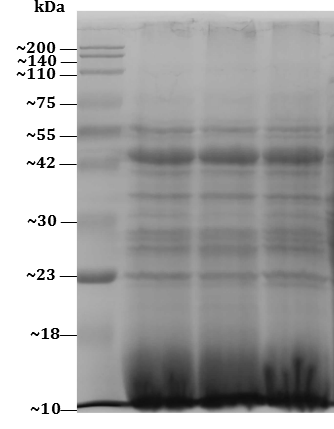 fungus-yeast-protein-extraction-kit