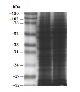 fungus-flesh-like-fungi-protein-extraction-kit
